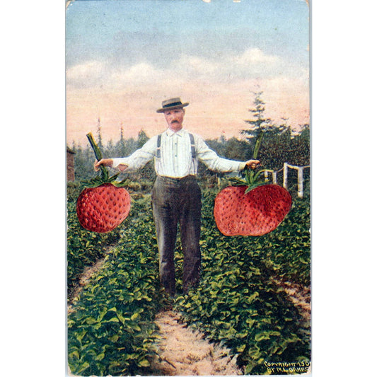 Antique Postcard Man With Giant Strawberries Washington Strawberry Patch SE5