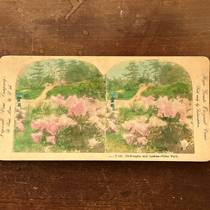 Hydrangea and Lawns Como Park St. Paul MN Tinted Antique Stereoview Card H2-5