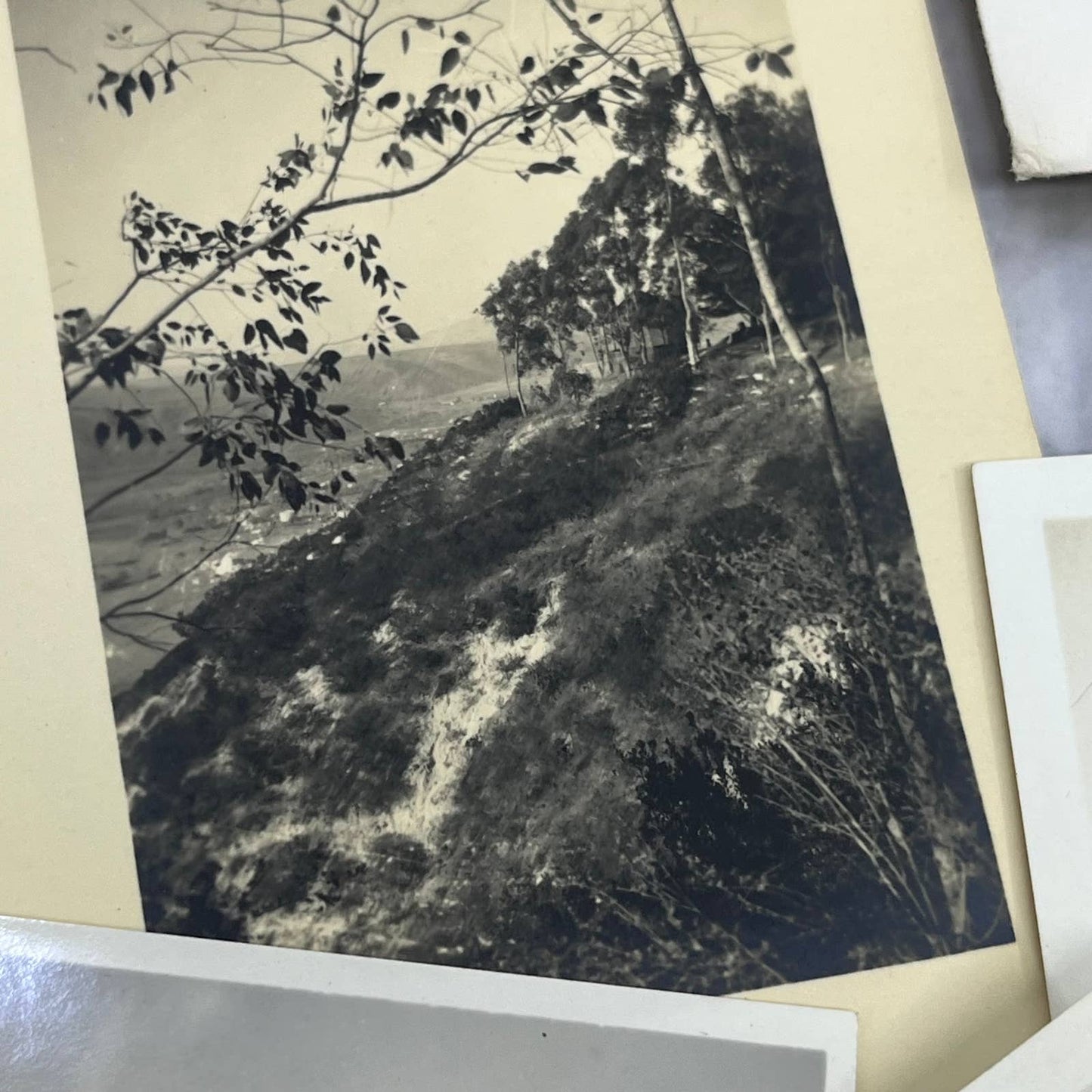 1925 Collection of Photos, Negatives Trees in CA San Diego Lake Arrowhead TK1-PL