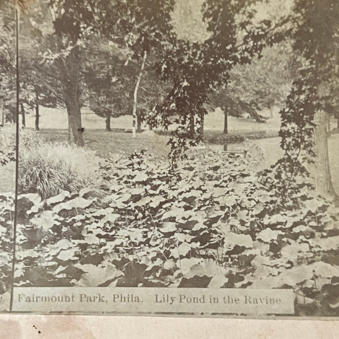 Fairmount Park Philadelphia Lily Pond in the Ravine Antique Stereoview TJ9-V4