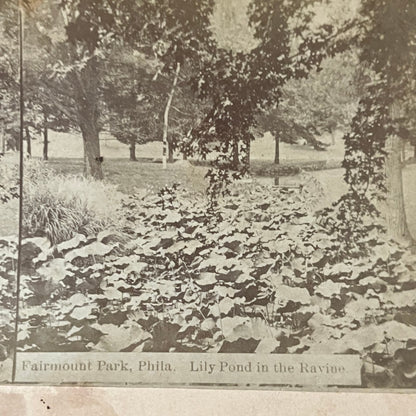 Fairmount Park Philadelphia Lily Pond in the Ravine Antique Stereoview TJ9-V4