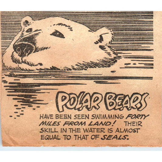 1940s Clipped Cartoon - Polar Bears Fact Illustration SF2