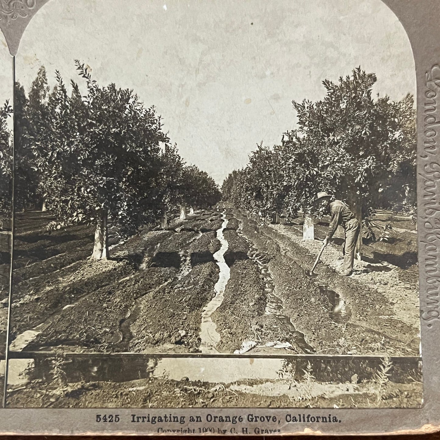Irrigating Orange Grove California 1900 Antique Stereoview Card TJ9-V1