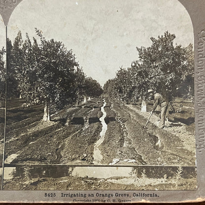 Irrigating Orange Grove California 1900 Antique Stereoview Card TJ9-V1