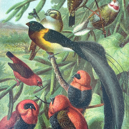 1890s Chromolithograph Selmar Hess, Louis Prang WEAVER BIRDS FL5