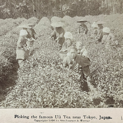 Picking Uji Tea Near Tokyo Japan 1896 Antique Stereoview Card TJ9-V1