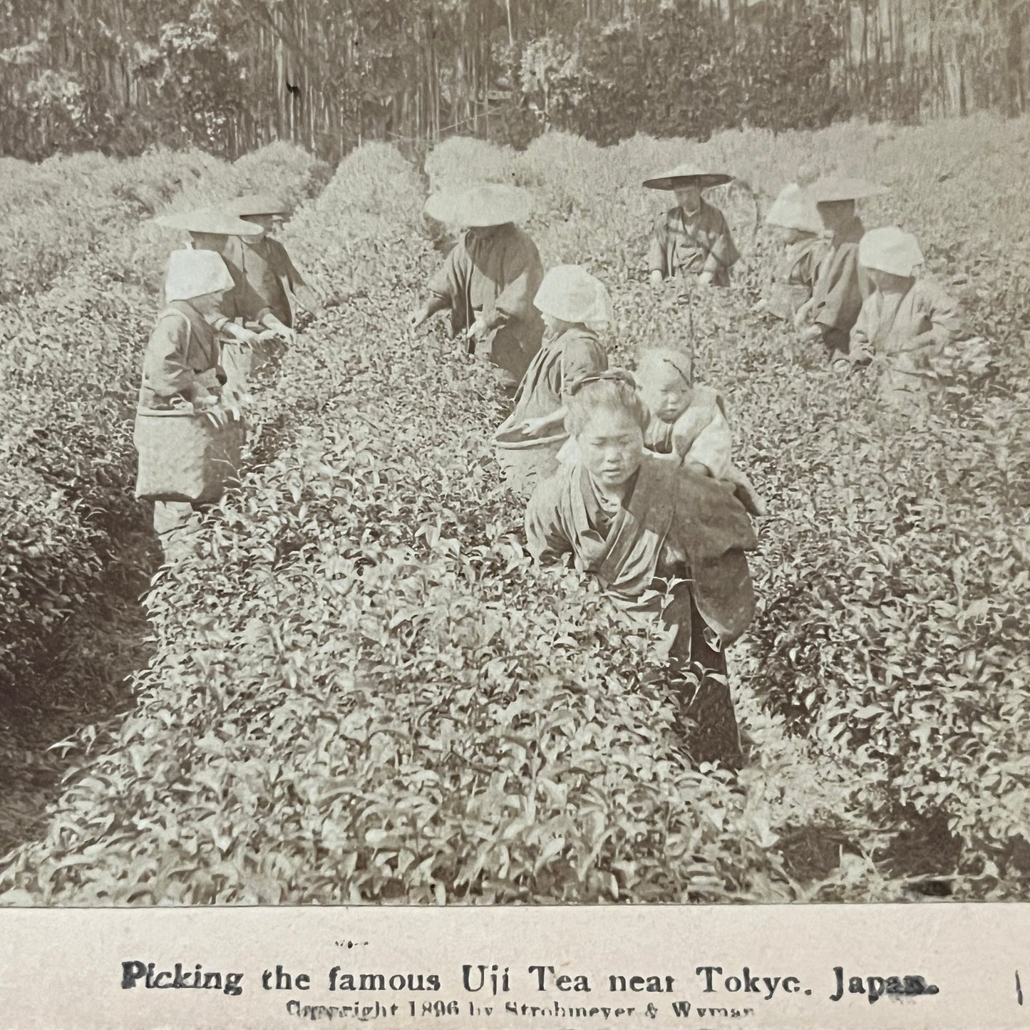 Picking Uji Tea Near Tokyo Japan 1896 Antique Stereoview Card H2-2