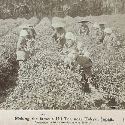 Picking Uji Tea Near Tokyo Japan 1896 Antique Stereoview Card H2-2