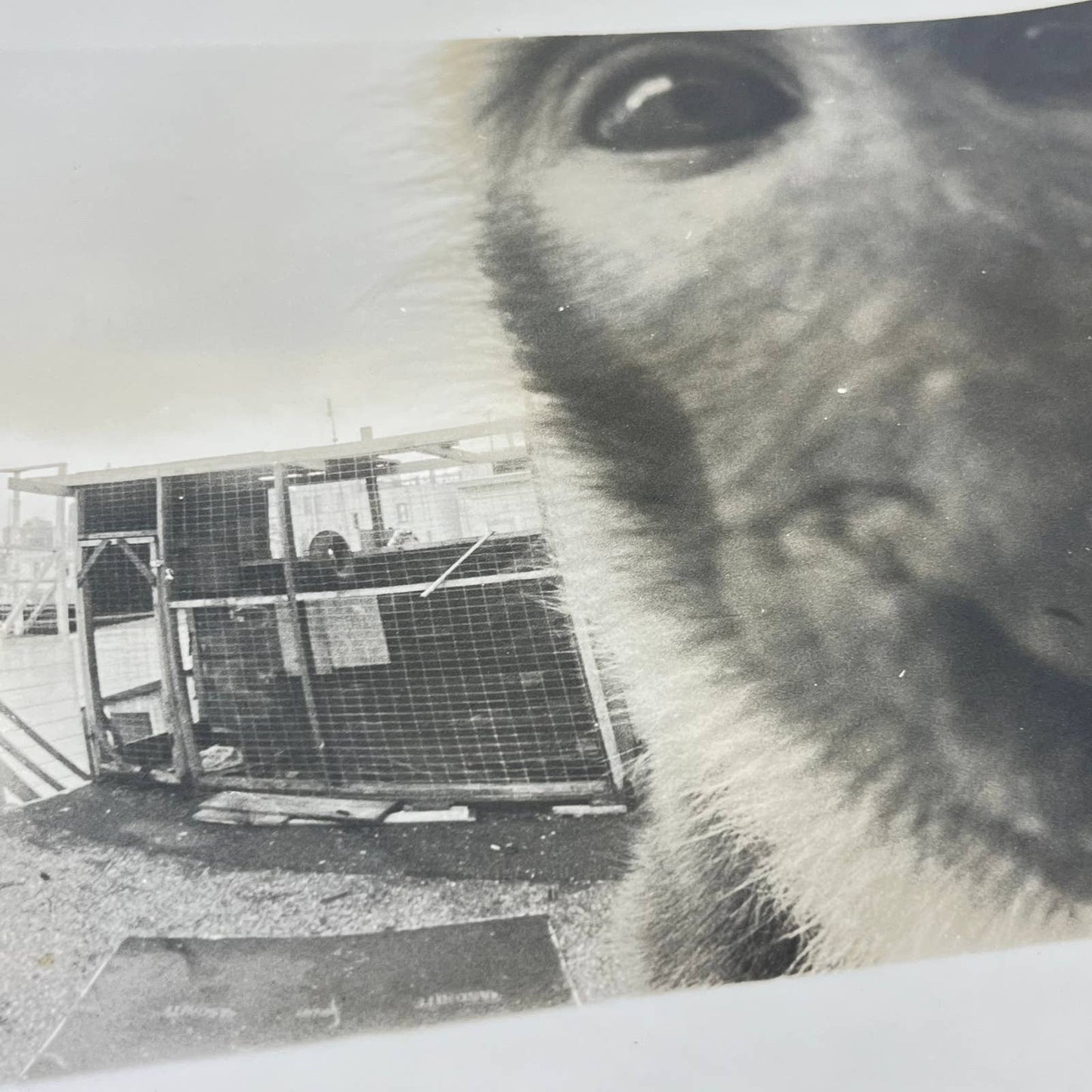 Vintage Large Black and White Closeup Photo of Monkey 8x10 AA7