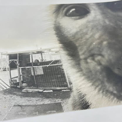 Vintage Large Black and White Closeup Photo of Monkey 8x10 AA7