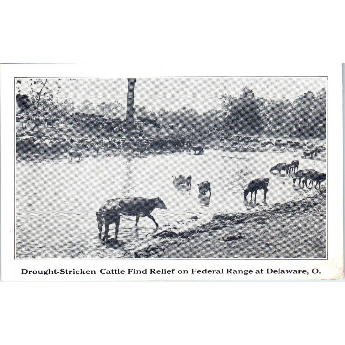 Vintage Postcard Drought Stricken Cattle on Federal Range at Delaware Ohio TD9