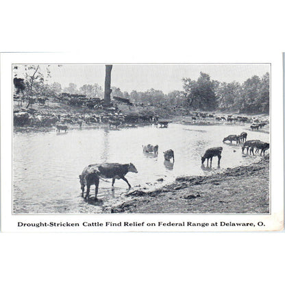 Vintage Postcard Drought Stricken Cattle on Federal Range at Delaware Ohio TD9