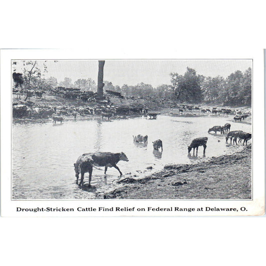 Vintage Postcard Drought Stricken Cattle on Federal Range at Delaware Ohio TD9