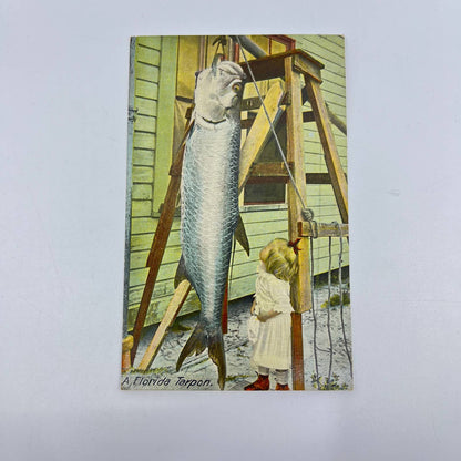 1910s Post Card Young Girl Looking at Large Florida Tarpon Fish SC9