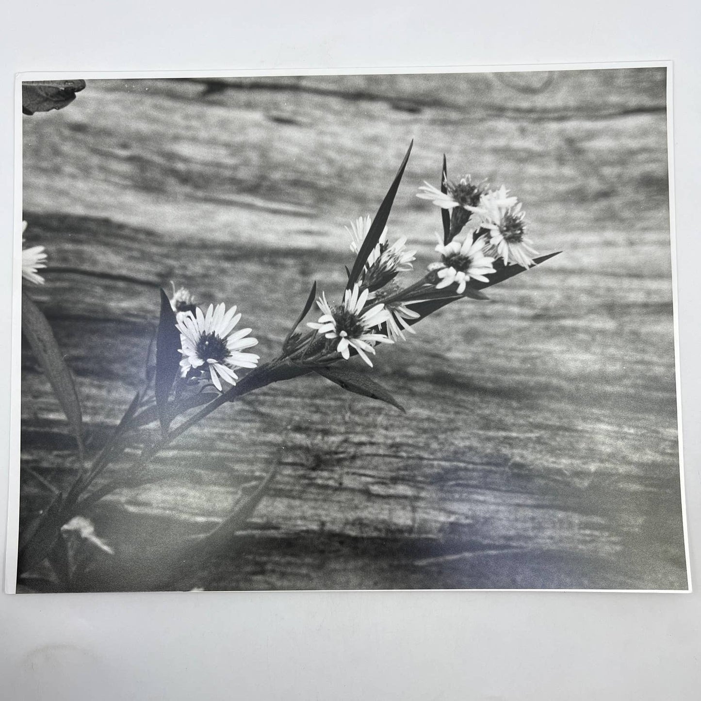 Vtg Original Art B&W Photo Daisies Randolph Allen Kennedy 11x14 FL4