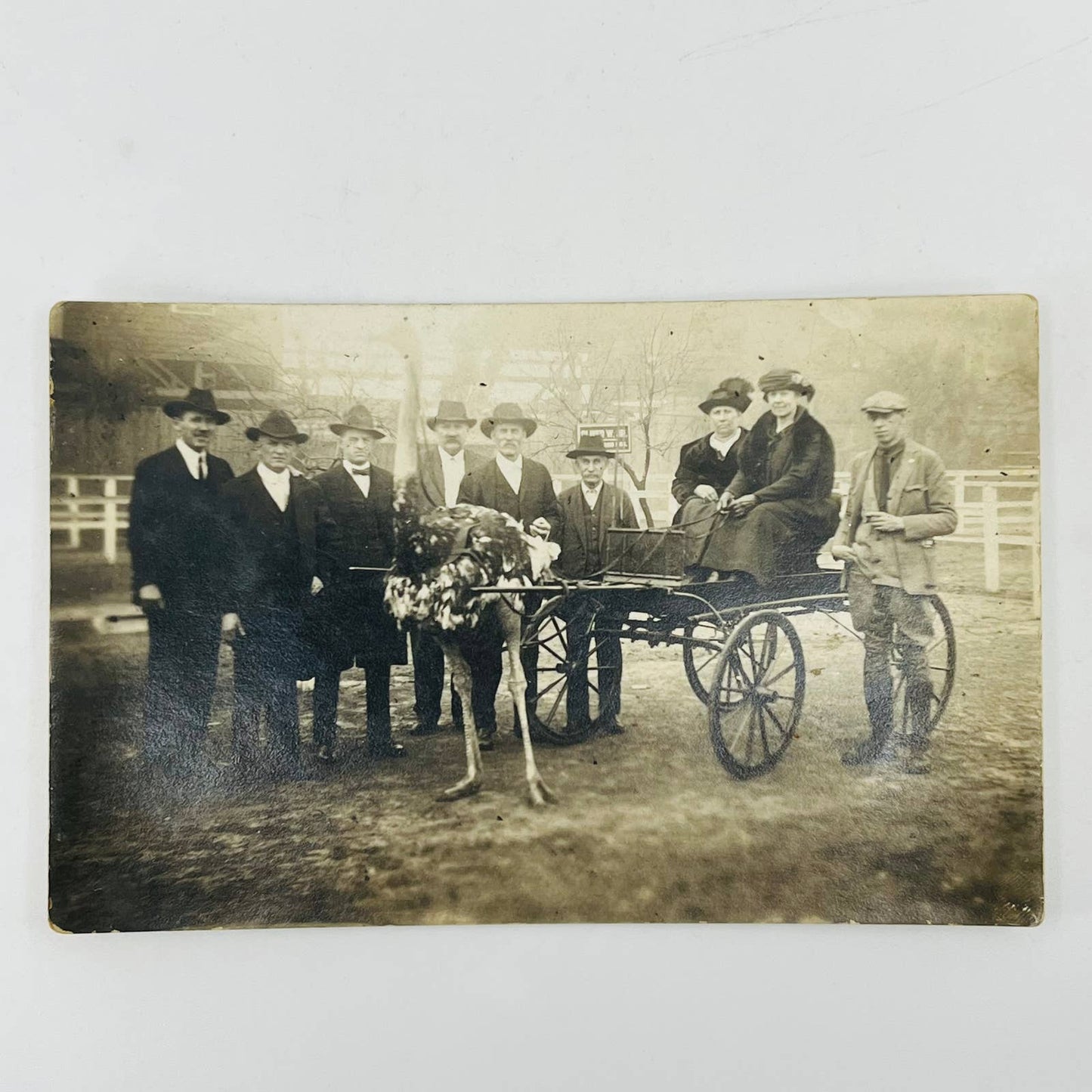 Antique RPPC Ostrich Pulling Ladies in Cart Florida PA1