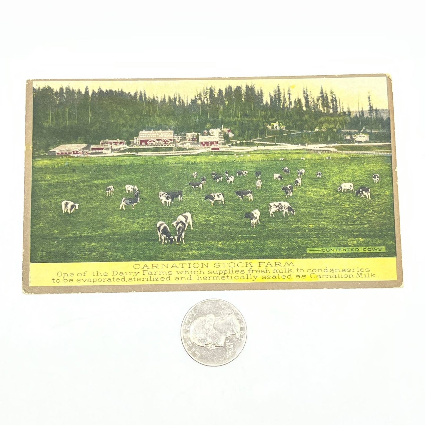 1915 Ad Postcard Carnation Stock Farm Milk Dairy Farm Photo Cows AB6