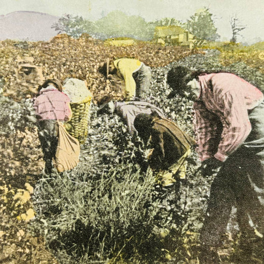 1910s Post Card Picking Cotton in Alabama African-Americans Sharecroppers PA7