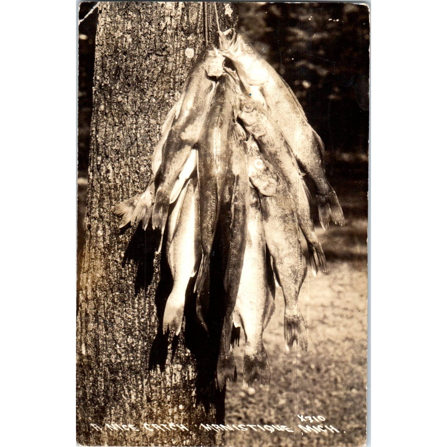 Fishing - Nice Catch, Manistique Michigan Original Postcard TK1-P12
