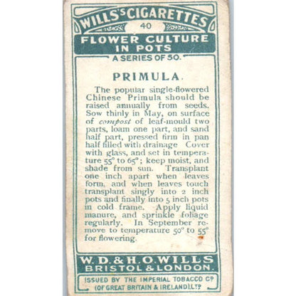 1925 Wills's Cigarette Card Flower Culture in Pots #40 Primula SE5