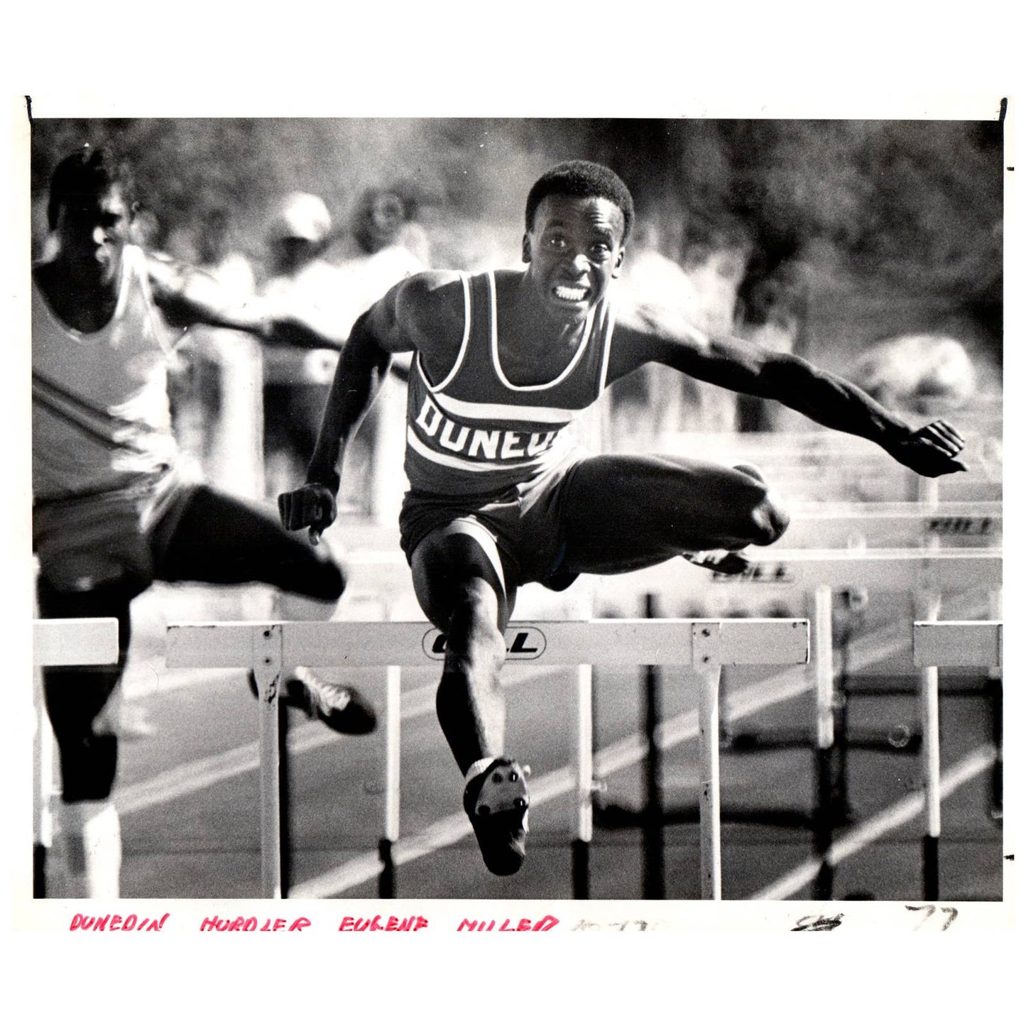 1977 Original Press Photo Track Hurdles Eugene Miller Dunedin 8x10" AD2