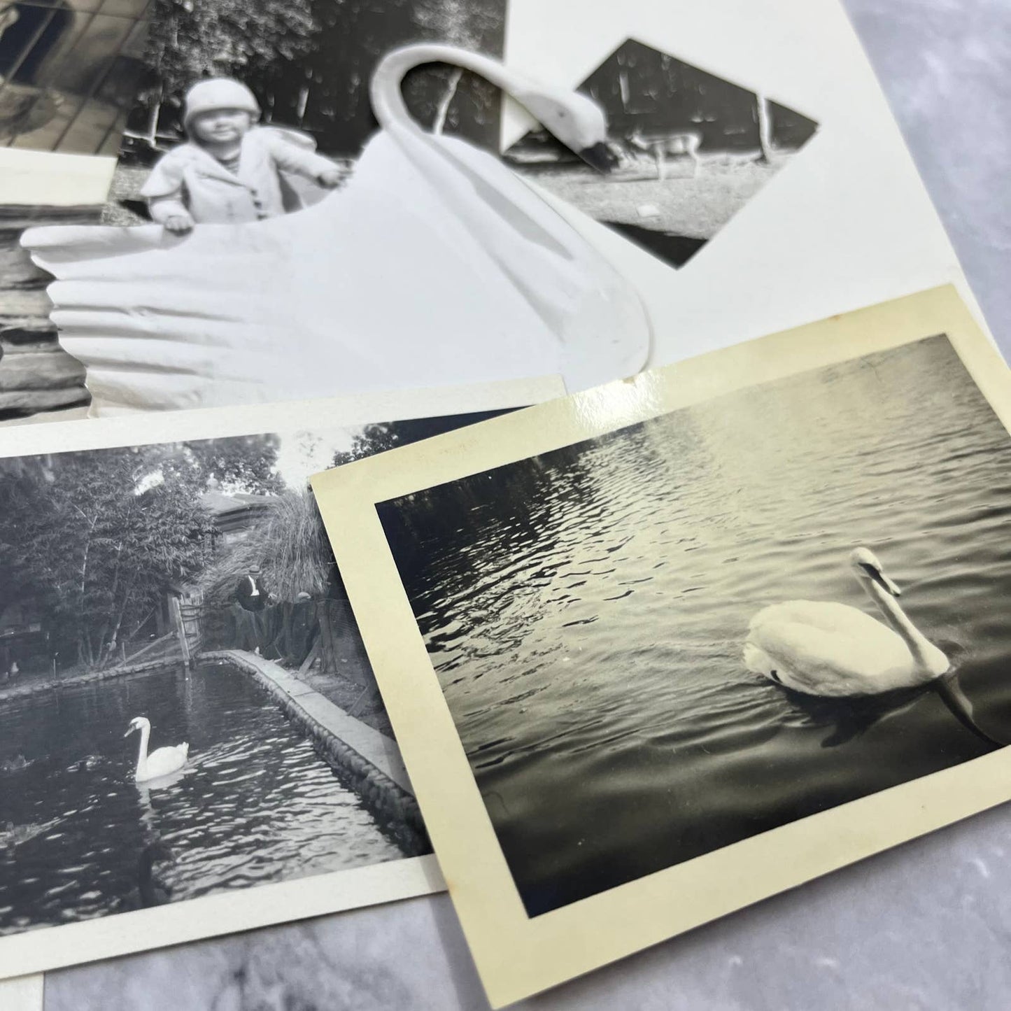 1920s Collection of Photos & Negatives of Birds and Animals TJ9-PG4