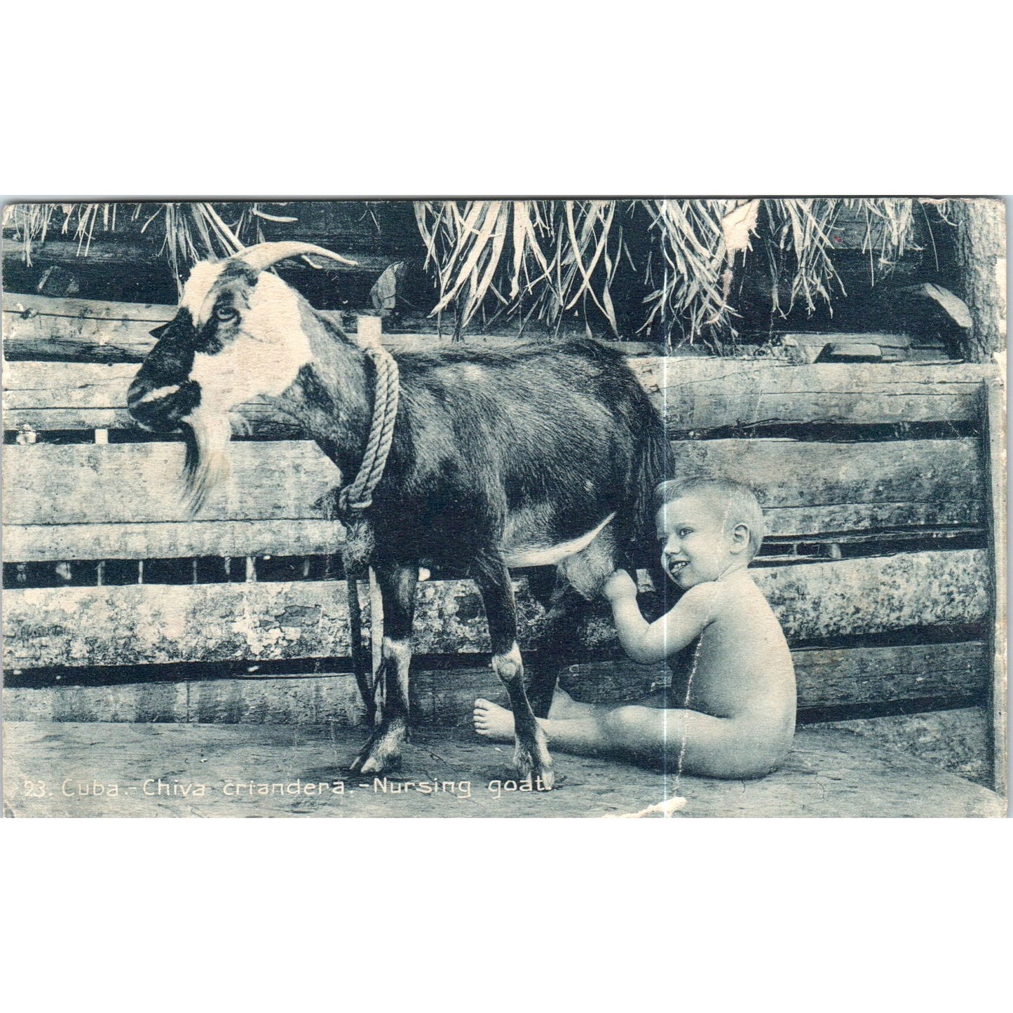 1916 Chiva Criandera Nursing Goat Cuba Original Postcard P3-1