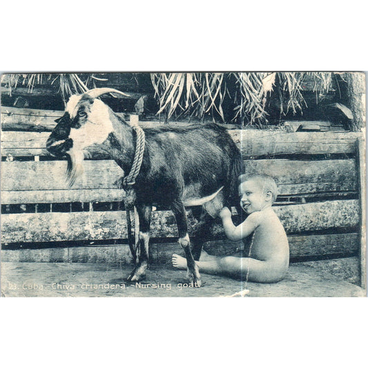 1916 Chiva Criandera Nursing Goat Cuba Original Postcard P3-1