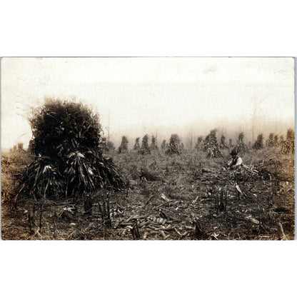 Antique Postcard RPPC Farmer Harvesting Corn By Hand 1908 SE8