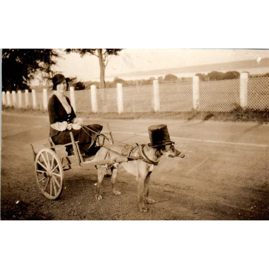 1932 Original Photo Dog in Top Hat & Pipe Pulling Cart Gaspe Quebec 2x3 TJ9-PG7