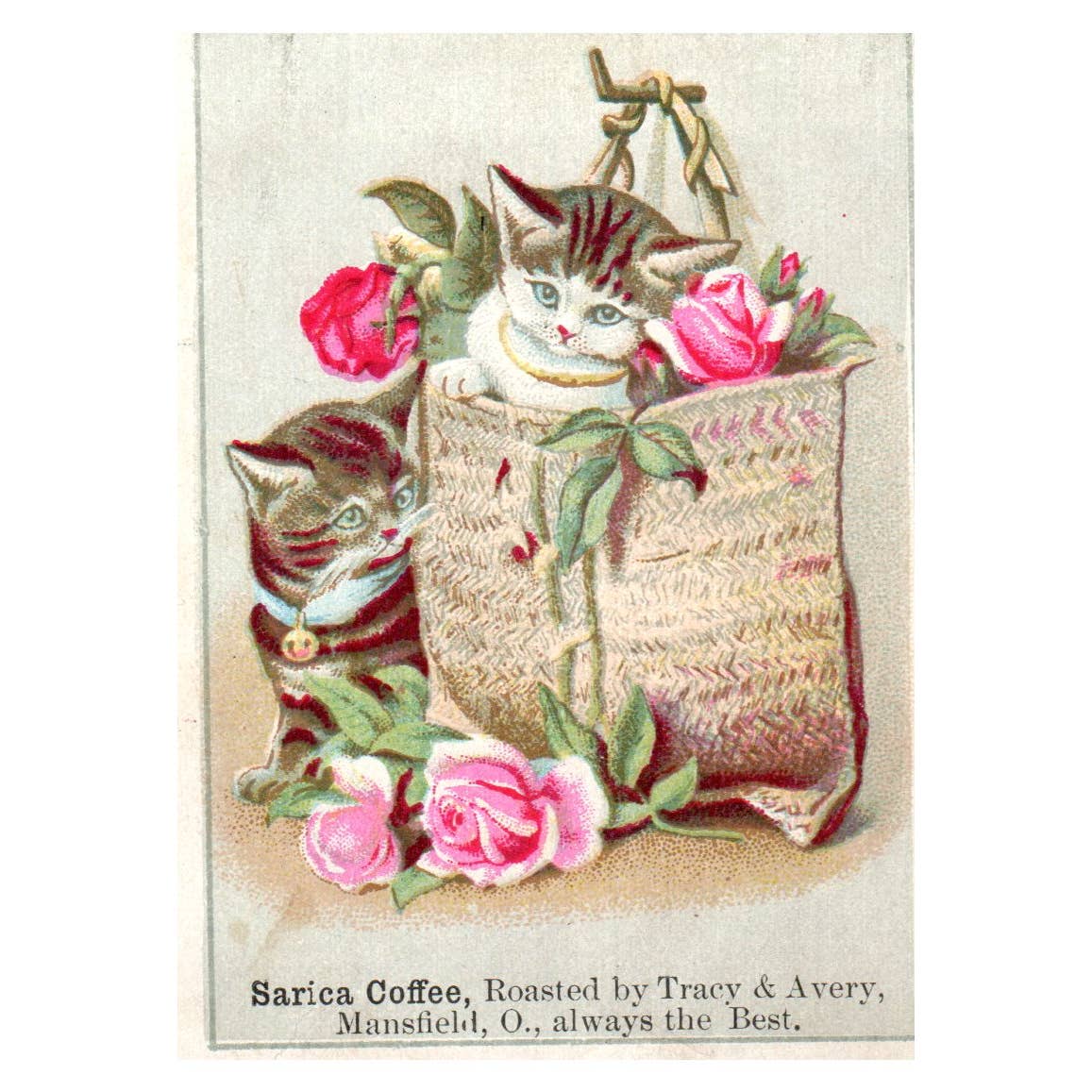 Kitten in Basket - Saruca Coffee Mansfield OH - 1880s Victorian Trade Card TJ8-3