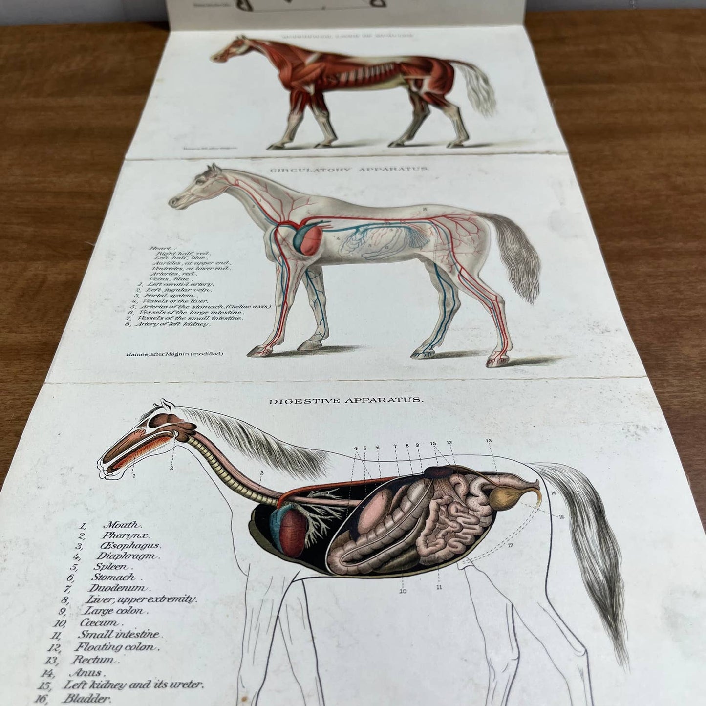 Early 1900s Anatomy of a Horse Fold Out Vibrant Lithograph 8 Panels 8 x 5” A4