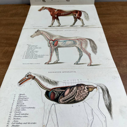 Early 1900s Anatomy of a Horse Fold Out Vibrant Lithograph 8 Panels 8 x 5” A4