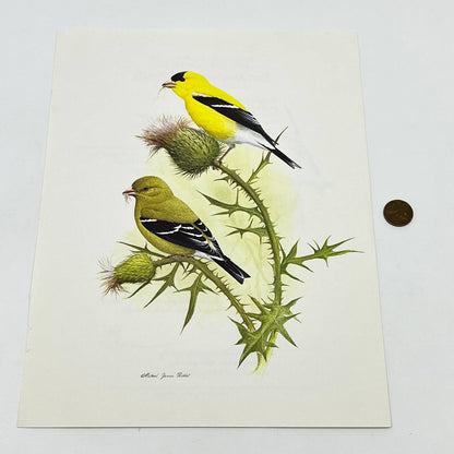 Vintage Art Print The American Goldfinch Michael James Riddet 8.5 x 11 AA8