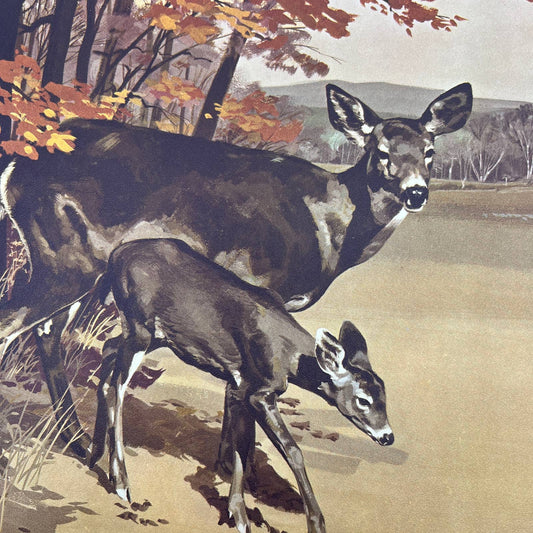 1950's Vintage Authur Magee Print First Steps w/Deer ~10x12" FL5