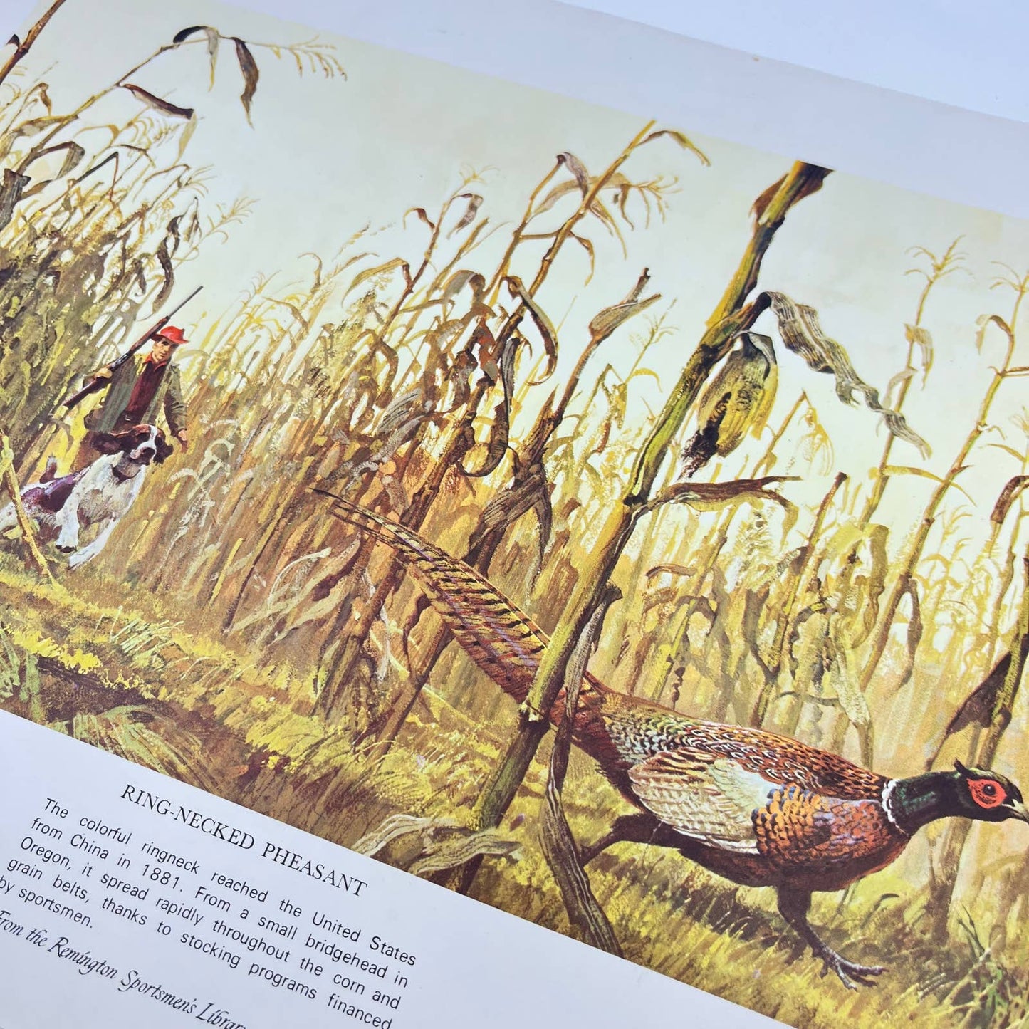 1970s Art Print Ringneck Pheasant Remington Sportsmen’s Library 11x14 FL3