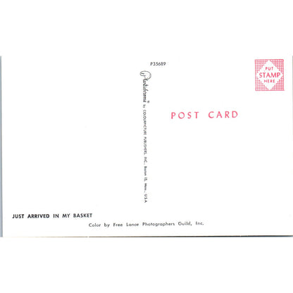 Raggedy Ann Doll With Cocker Spaniel Puppy Dog Original Postcard PB6