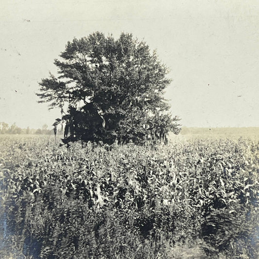 1903 Original Sepia Photograph Moss Covered Tree in Louisiana AC7