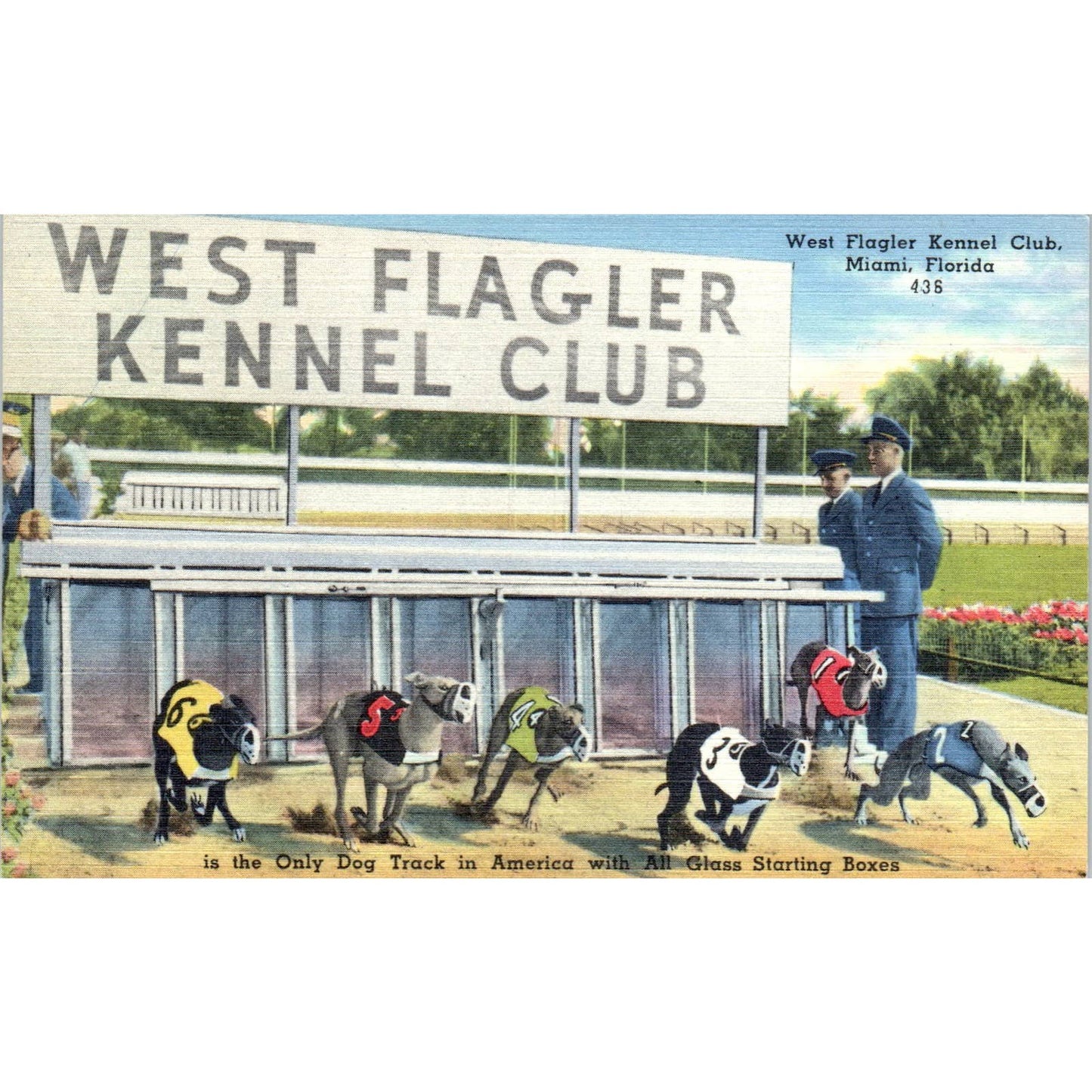 West Flagler Kennel Club Dog Racing Miami Florida Original Postcard TK1-23
