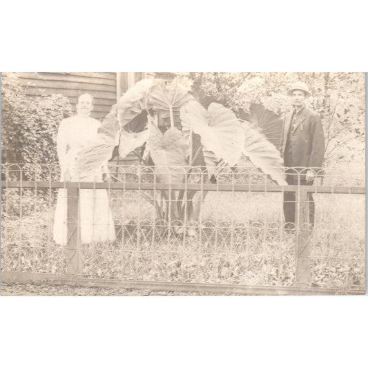 Antique RPPC Postcard Man and Woman With Massive Elephant's Ear Plant SE8