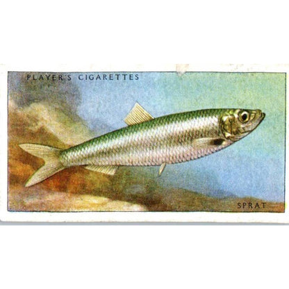 1935 Player's Cigarette Card Sea Fishes #11 Sprat SE5