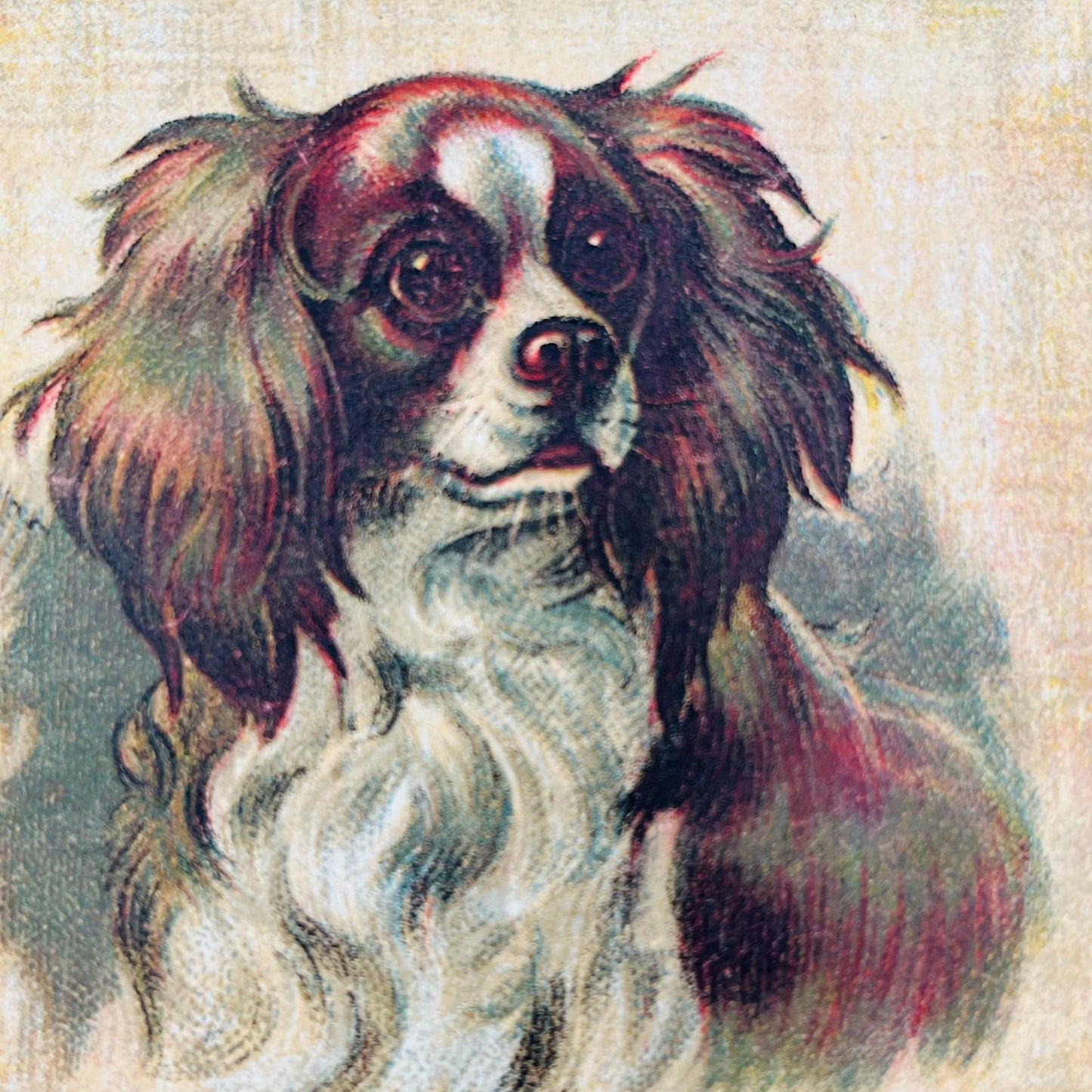 1880s Victorian Trade Card King Charles Cavalier Spaniel Jersey Coffee Ohio AA4