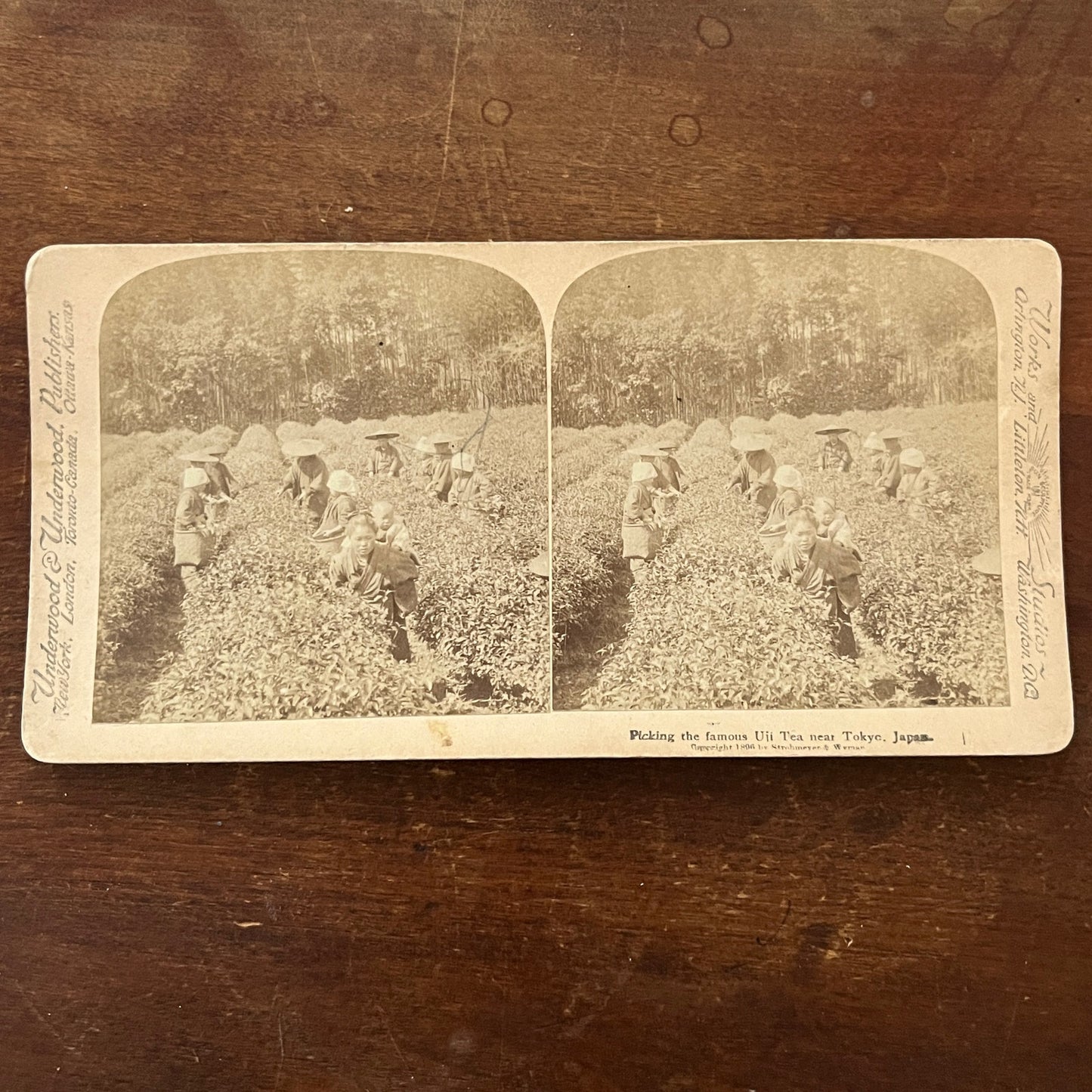 Picking Uji Tea Near Tokyo Japan 1896 Antique Stereoview Card H2-2