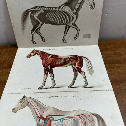 Early 1900s Anatomy of a Horse Fold Out Vibrant Lithograph 8 Panels 8 x 5” A4