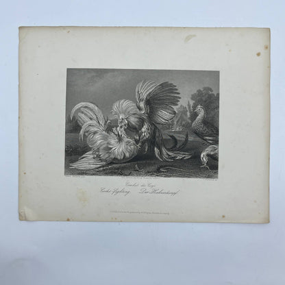 1864 Original Steel Art Engraving - Cocks Fighting Franz Snyders 8.5x11" AC3