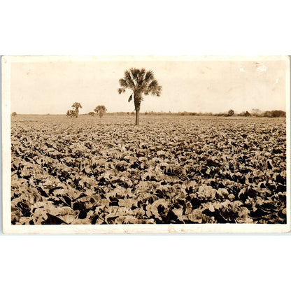 Antique Postcard RPPC Kingsville Texas Cabbage Farm SE8