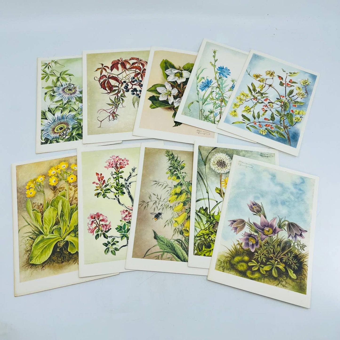 1960s MARIANNE SCHNEEGANS Prints POSTCARDS, LOT OF 10 Floral Flower Prints EA2