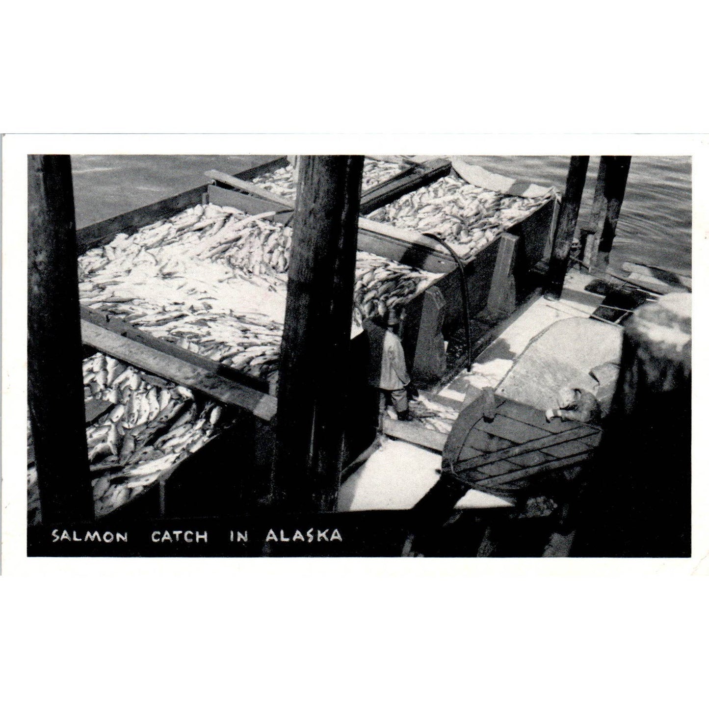 Salmon Catch RPPC Alaska Original Postcard TK1-30
