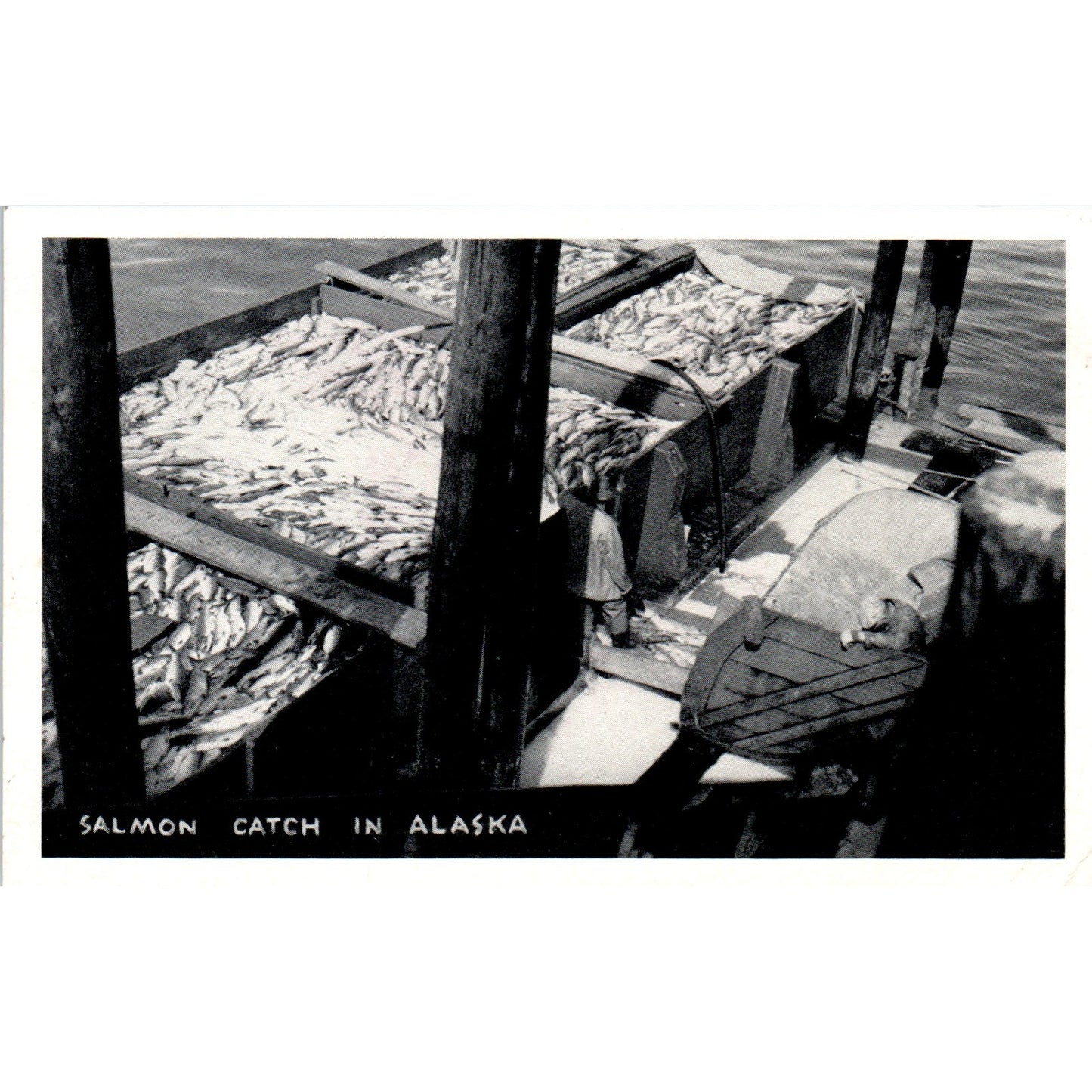 Salmon Catch RPPC Alaska Original Postcard P2-6