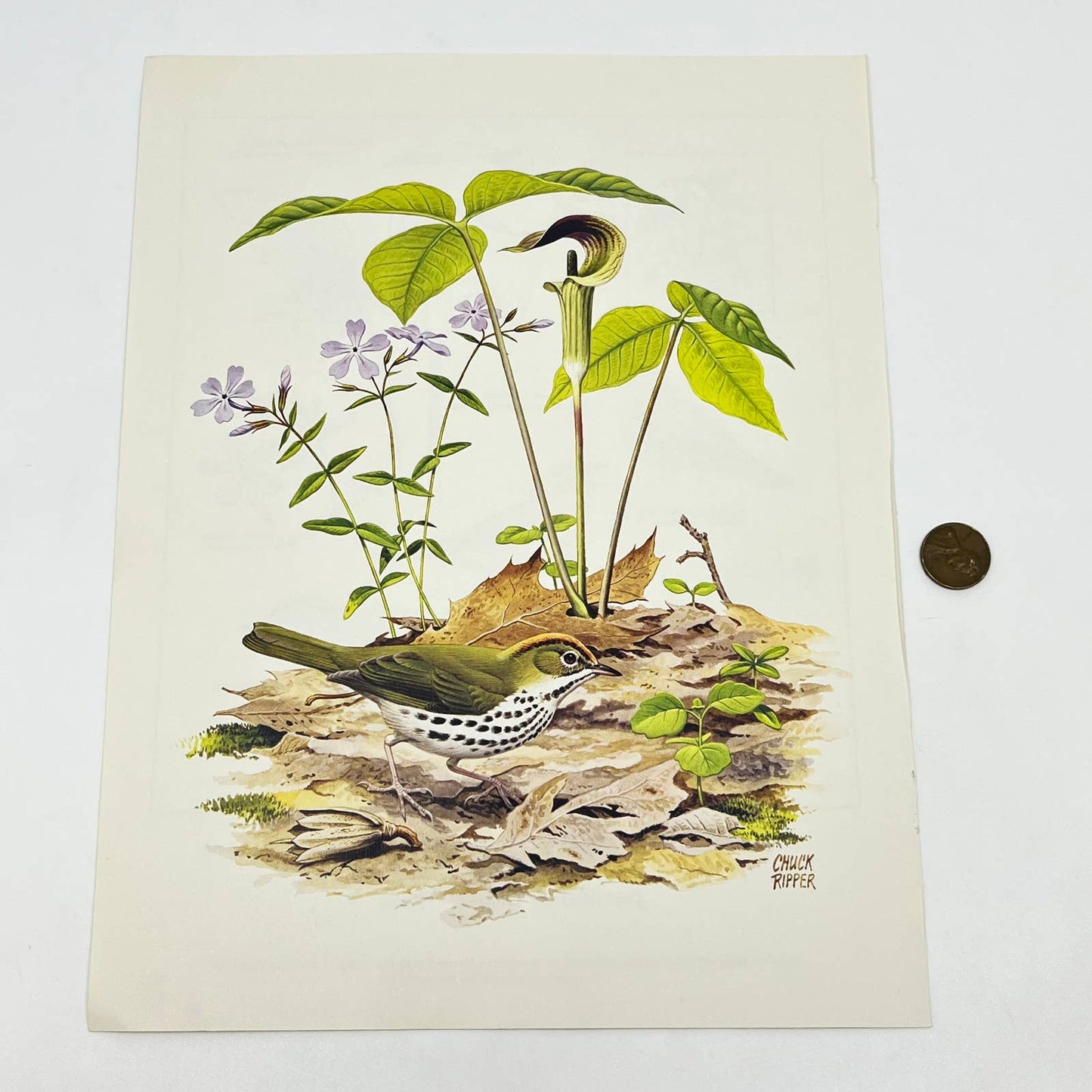 Vintage Art Print The Ovenbird Chuck Ripper 8.5 x 11 AA8